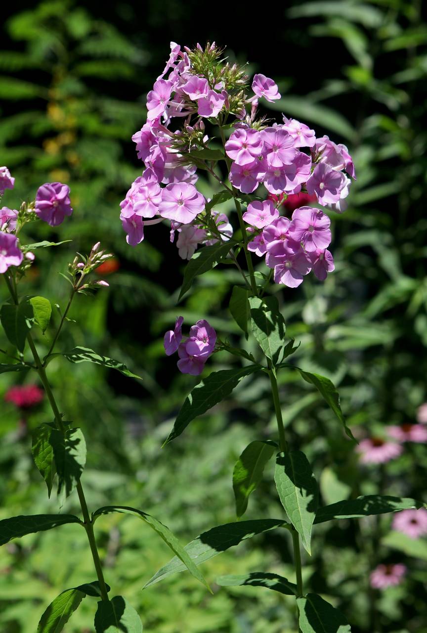 Photo of Garden Phlox